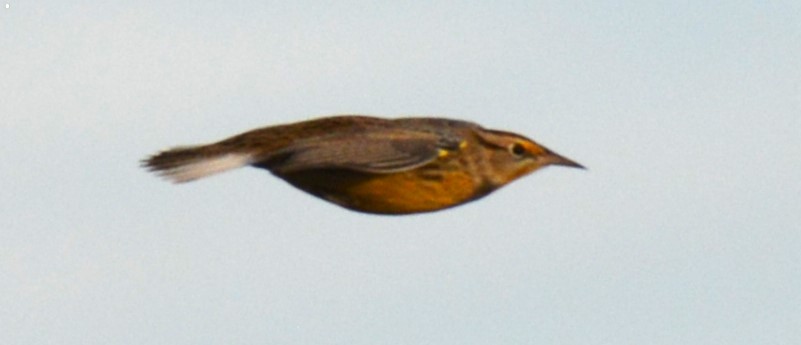 Eastern Meadowlark - ML643741943