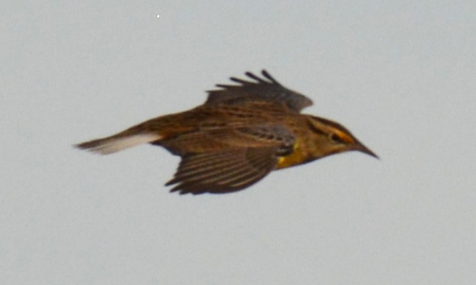 Eastern Meadowlark - ML643741947