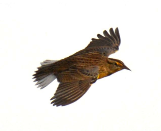 Eastern Meadowlark - ML643741949
