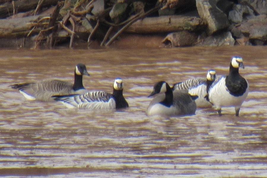 Barnacle Goose - ML643741953