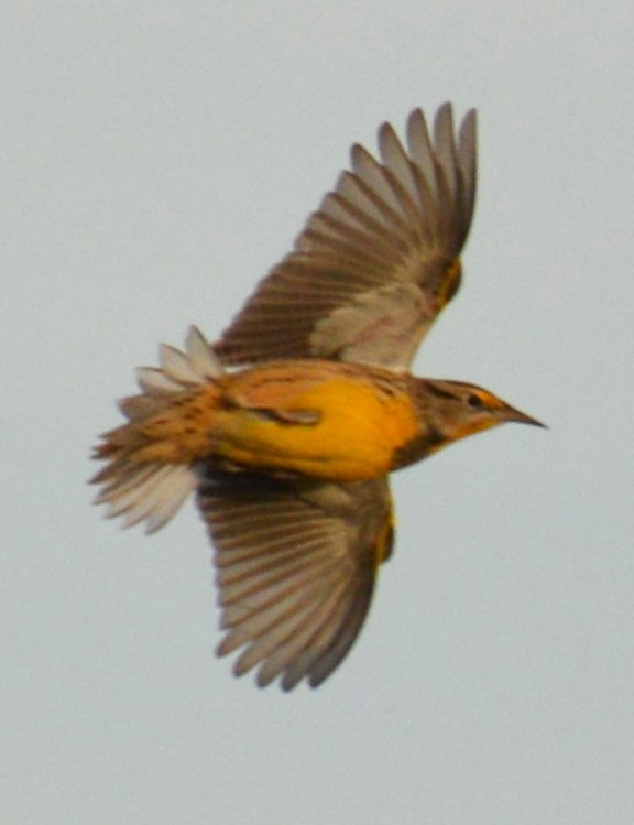 Eastern Meadowlark - ML643741957