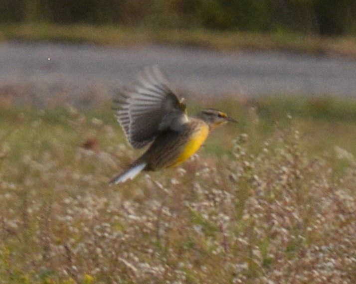 Eastern Meadowlark - ML643741960