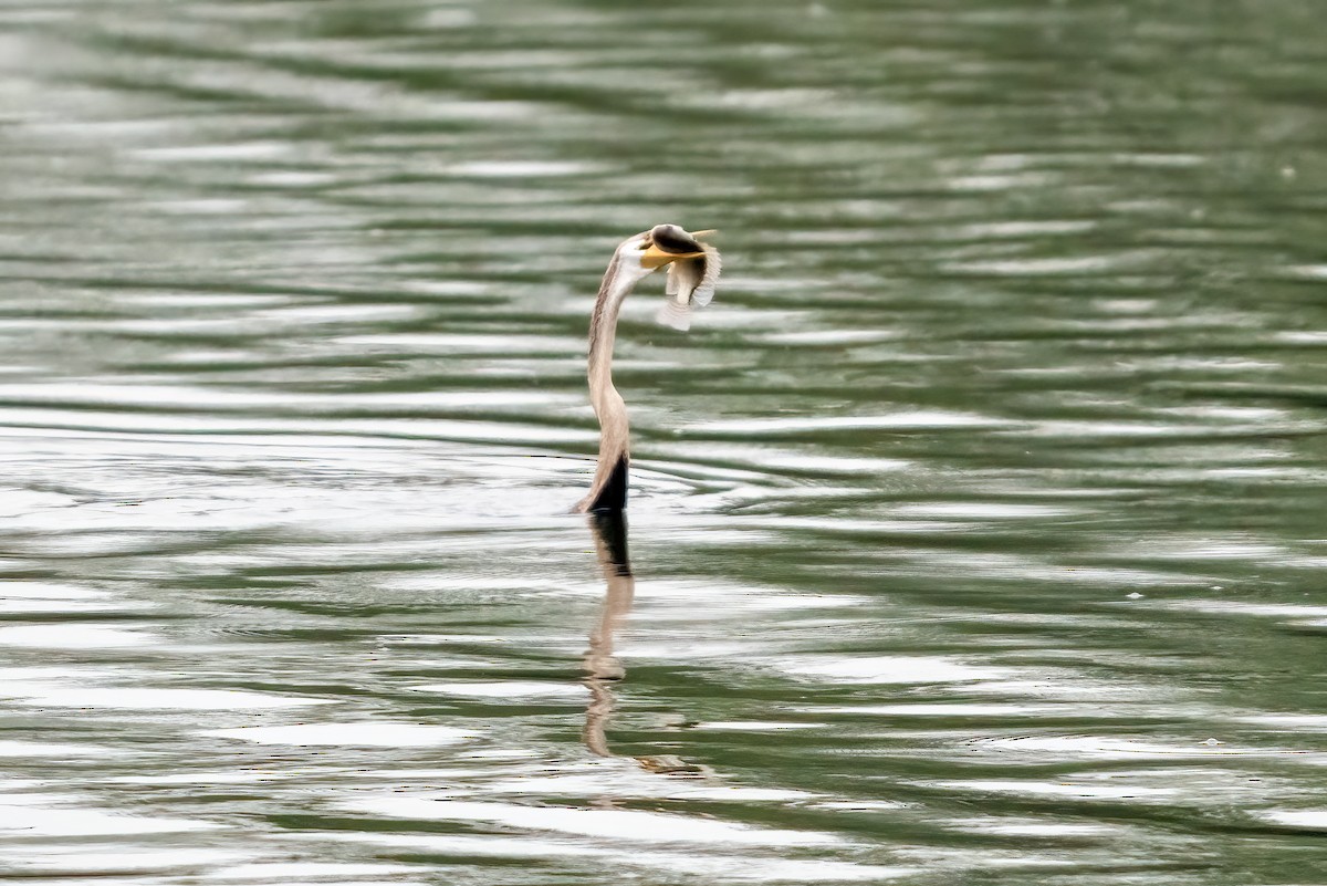 Oriental Darter - ML643741961