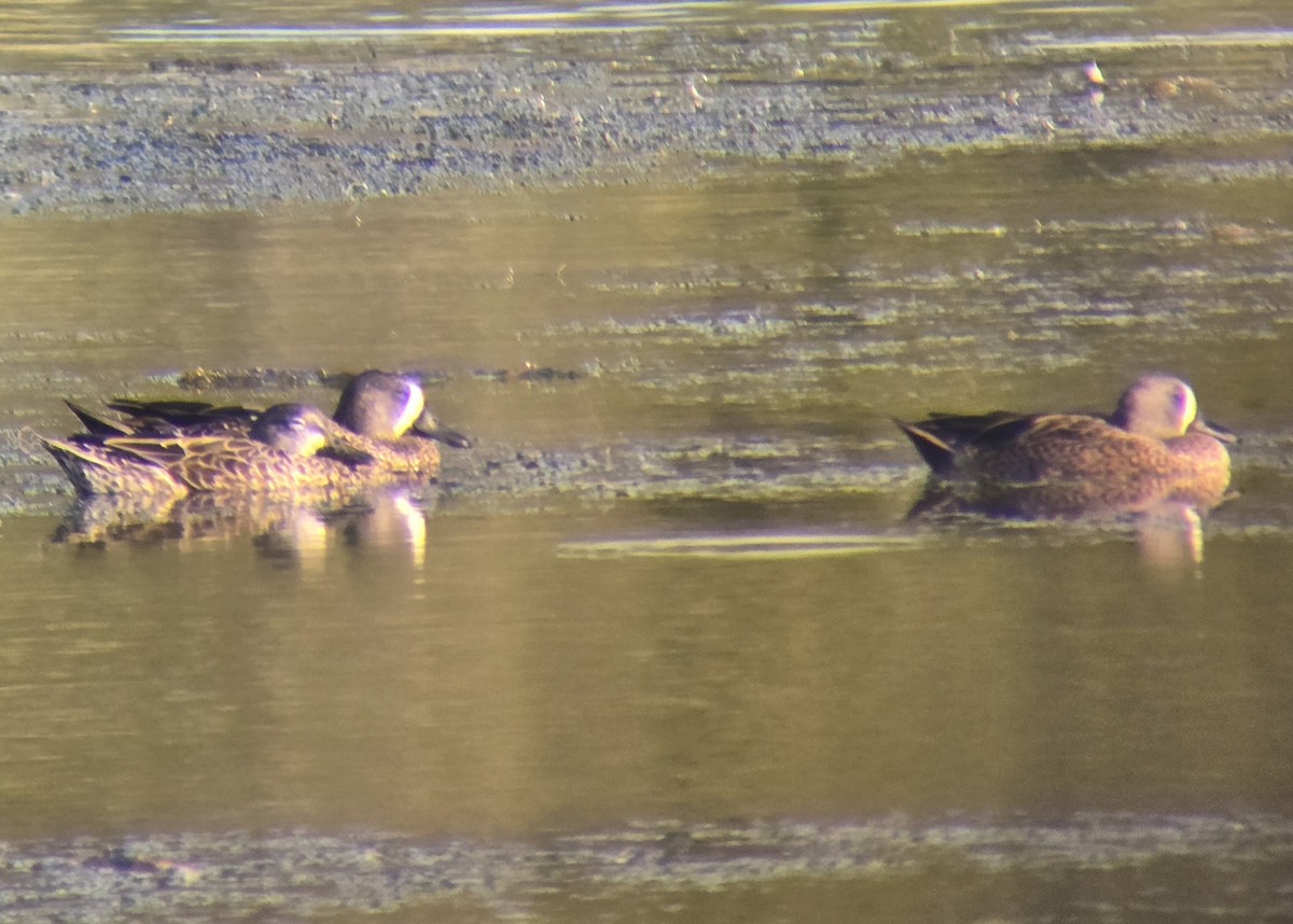 Blue-winged Teal - ML643741971