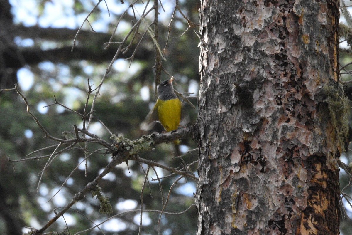 MacGillivray's Warbler - ML643741976