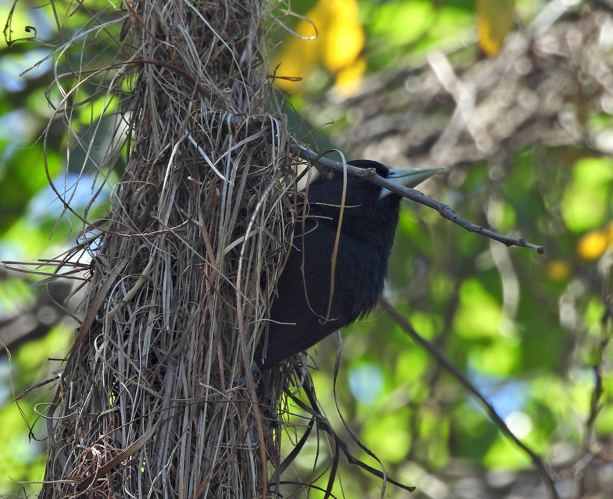 Solitary Black Cacique - ML643741991