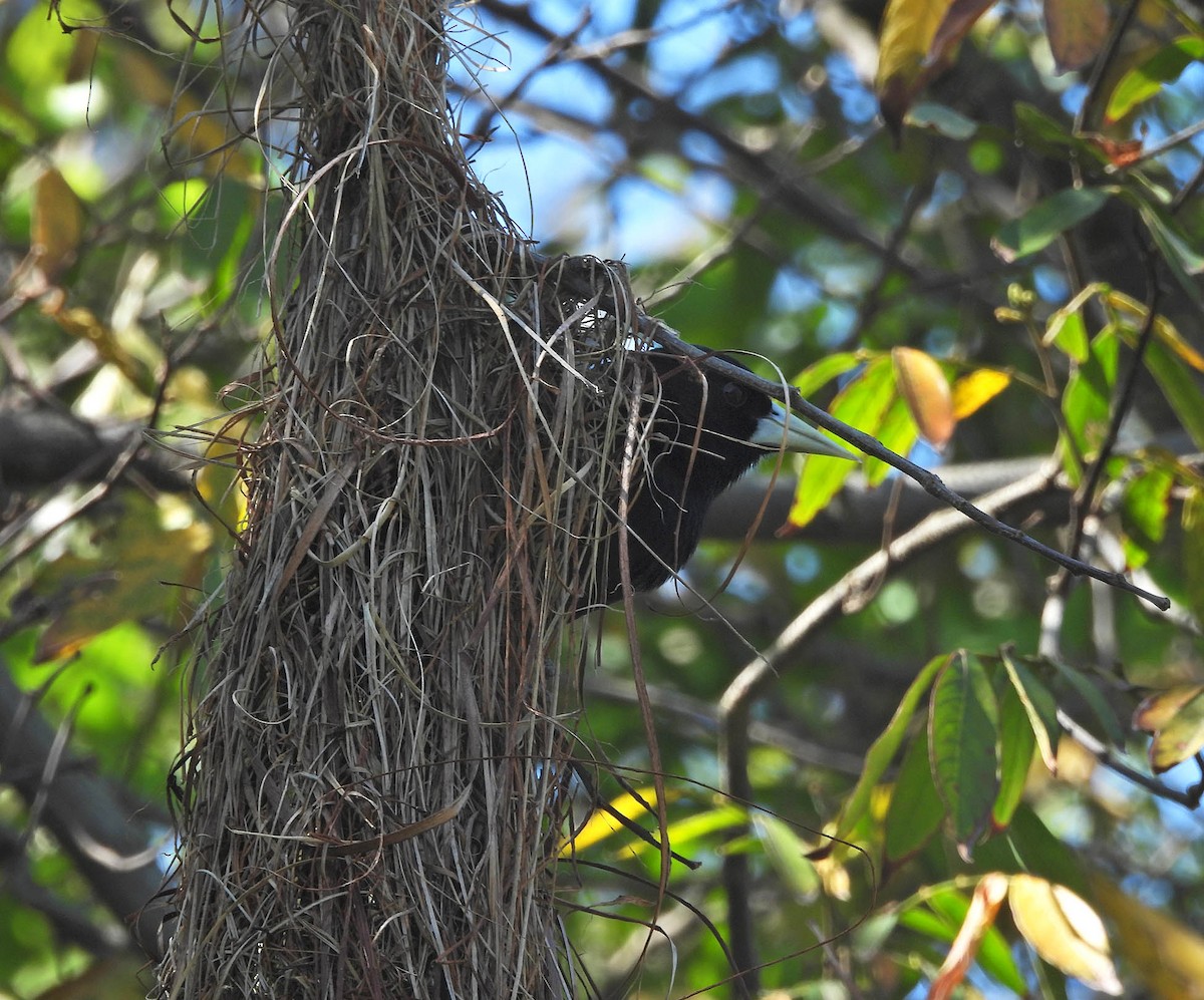 Solitary Black Cacique - ML643741992
