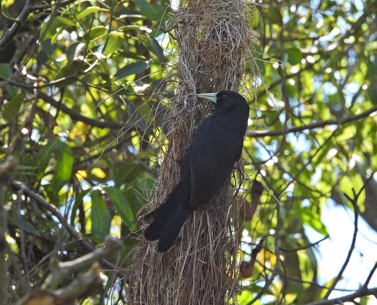 Solitary Black Cacique - ML643741993