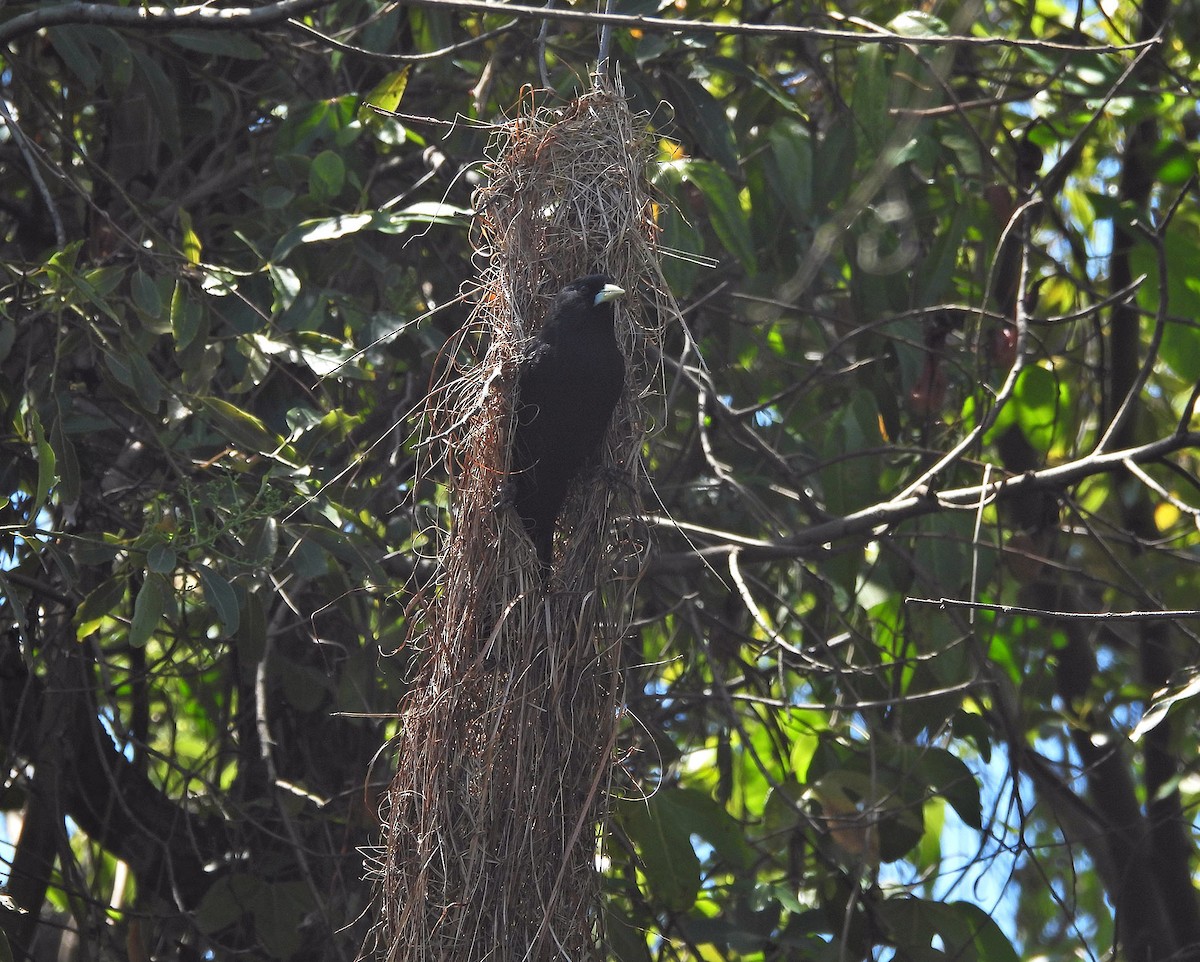 Solitary Black Cacique - ML643741994