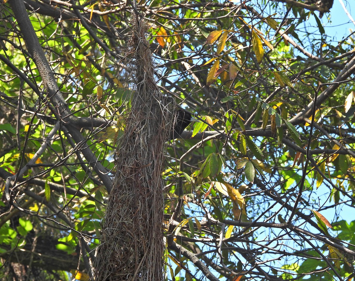 Solitary Black Cacique - ML643741995