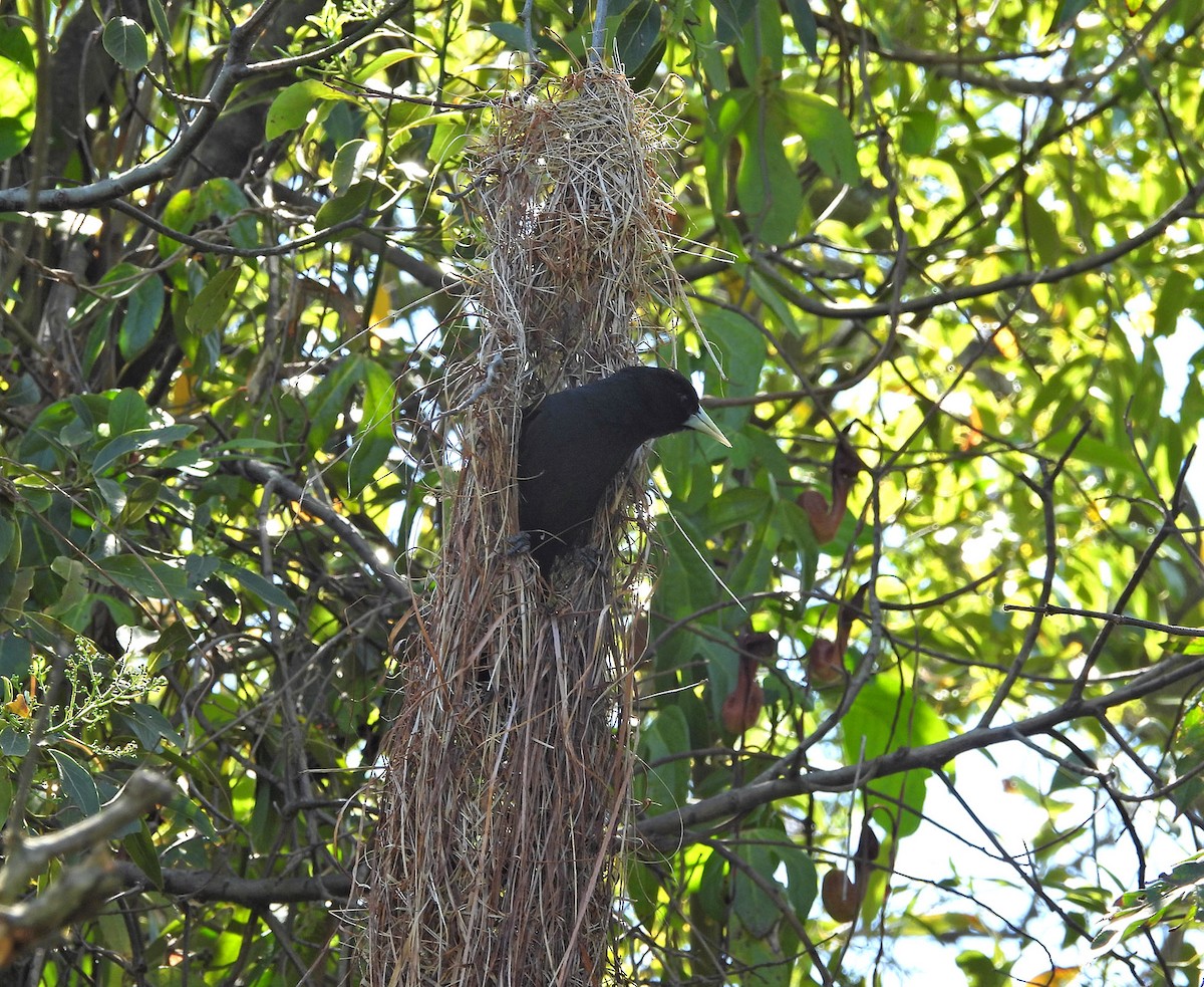 Solitary Black Cacique - ML643741996