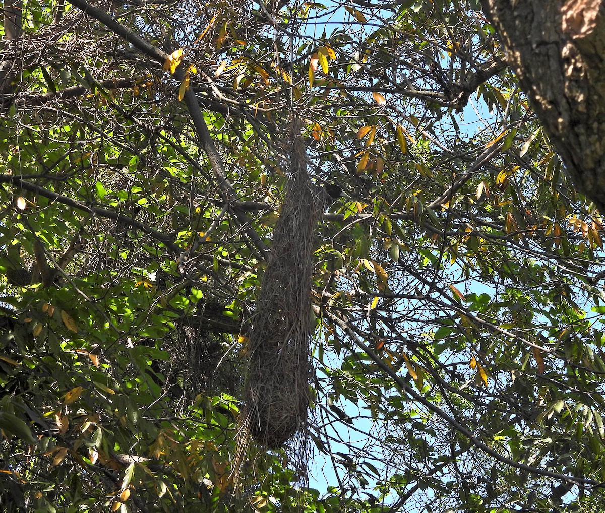Solitary Black Cacique - ML643741998