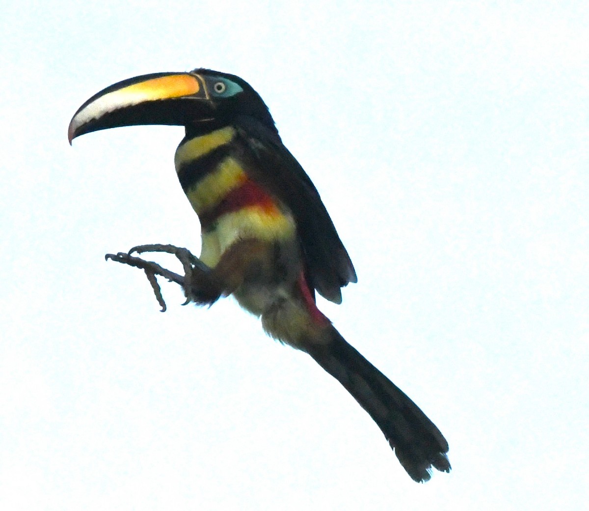 Many-banded Aracari - ML643741999