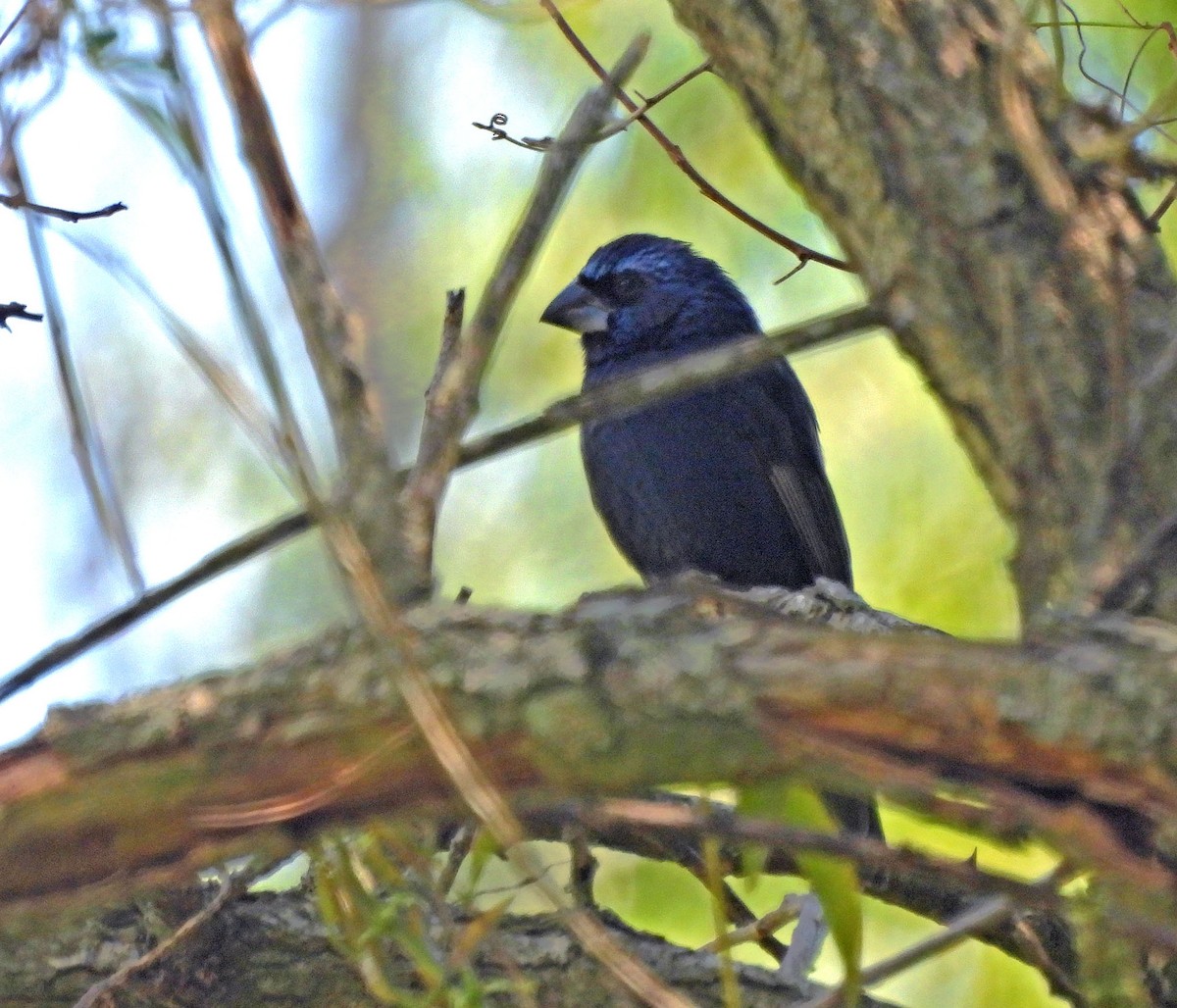 Ultramarine Grosbeak - ML643742003