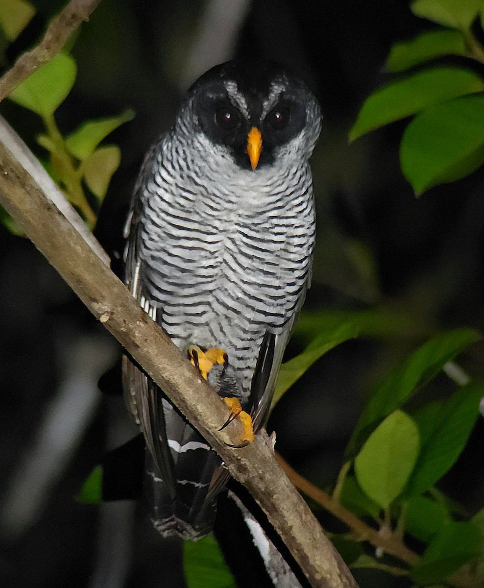 Black-and-white Owl - ML643742013