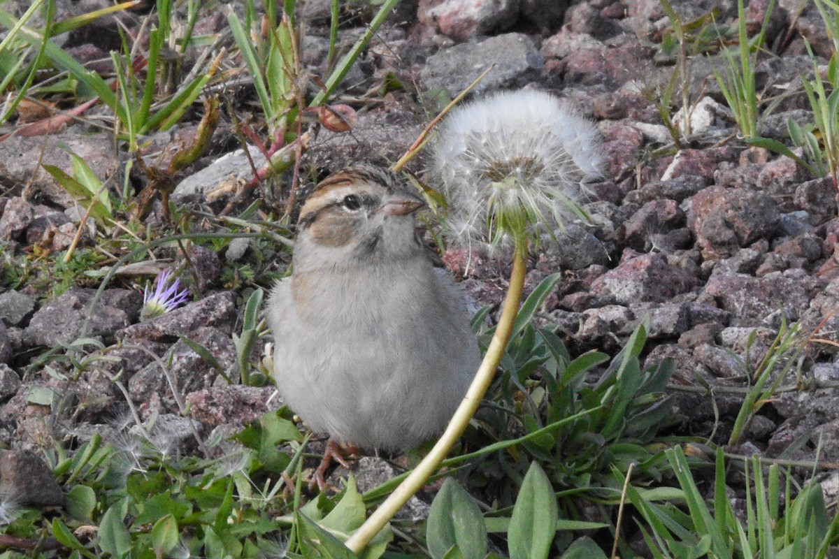 Chipping Sparrow - ML643742015