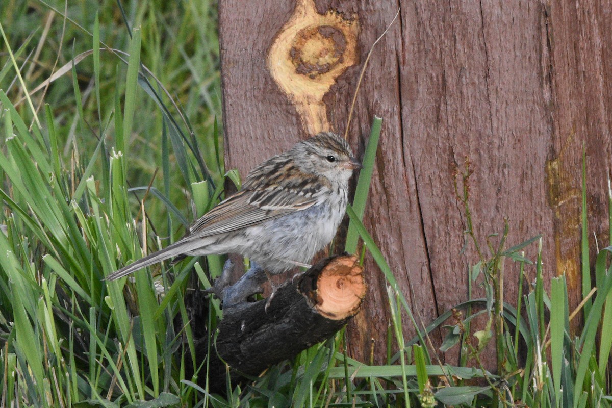 Chipping Sparrow - ML643742016