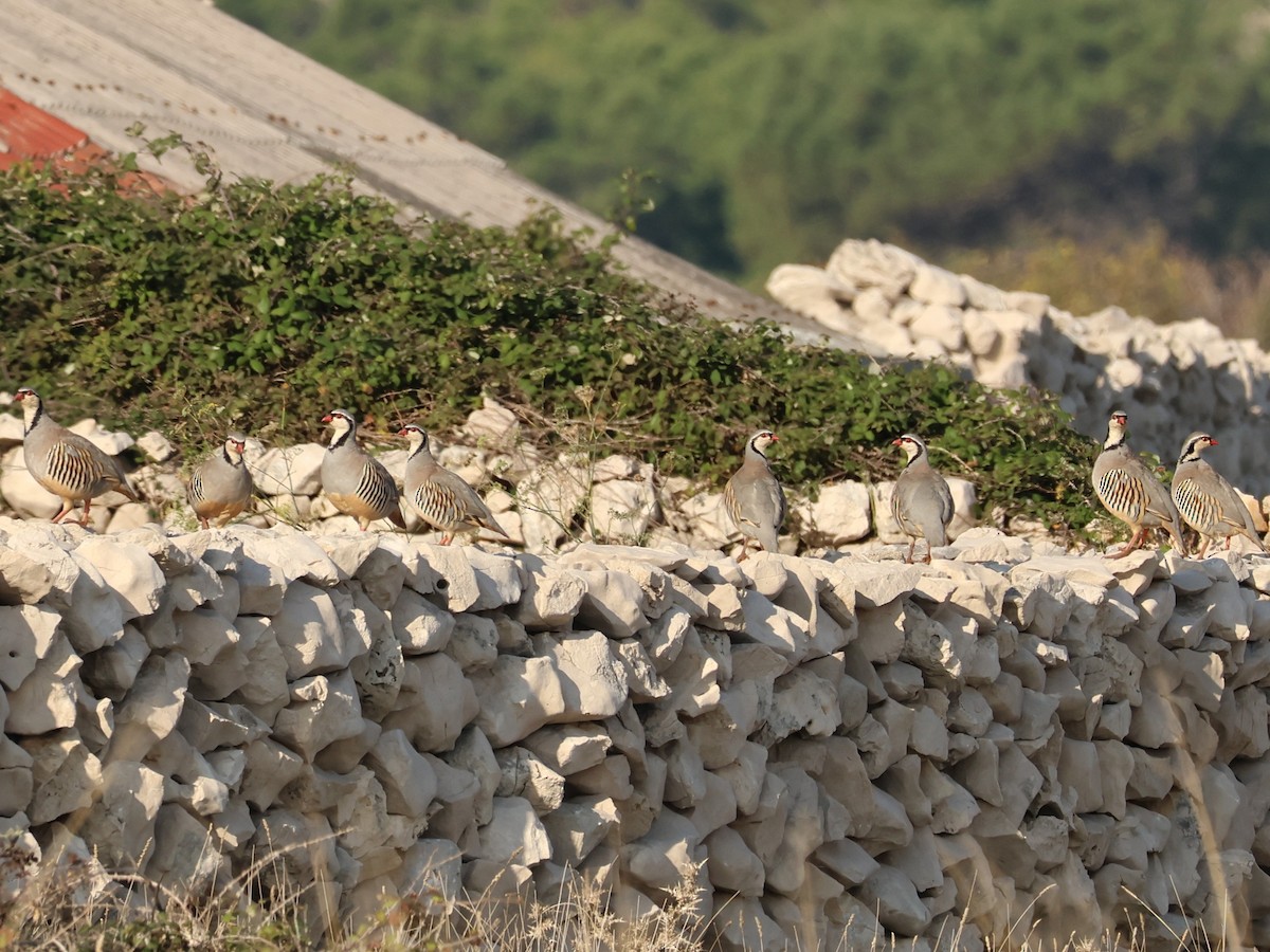 Rock Partridge - ML643742061