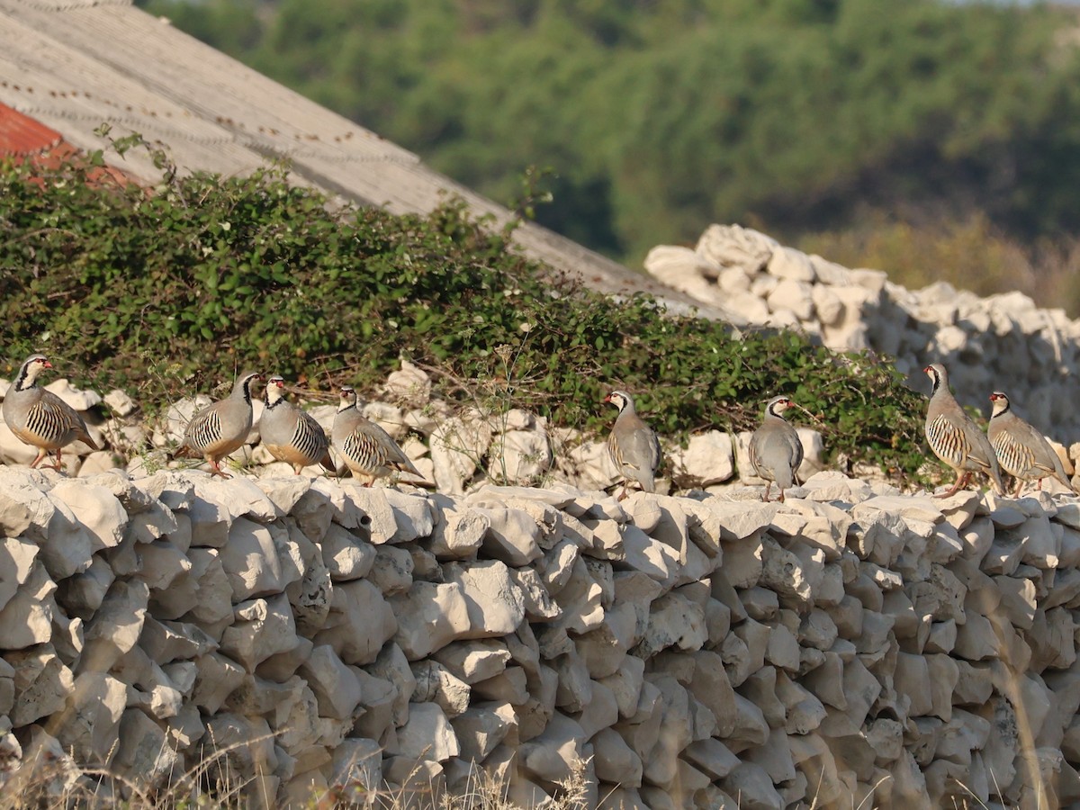 Rock Partridge - ML643742062