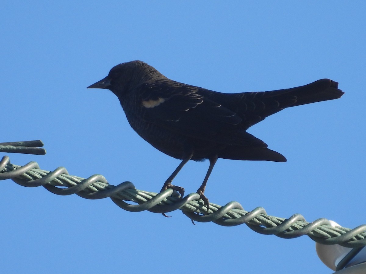 Tricolored Blackbird - ML643742088
