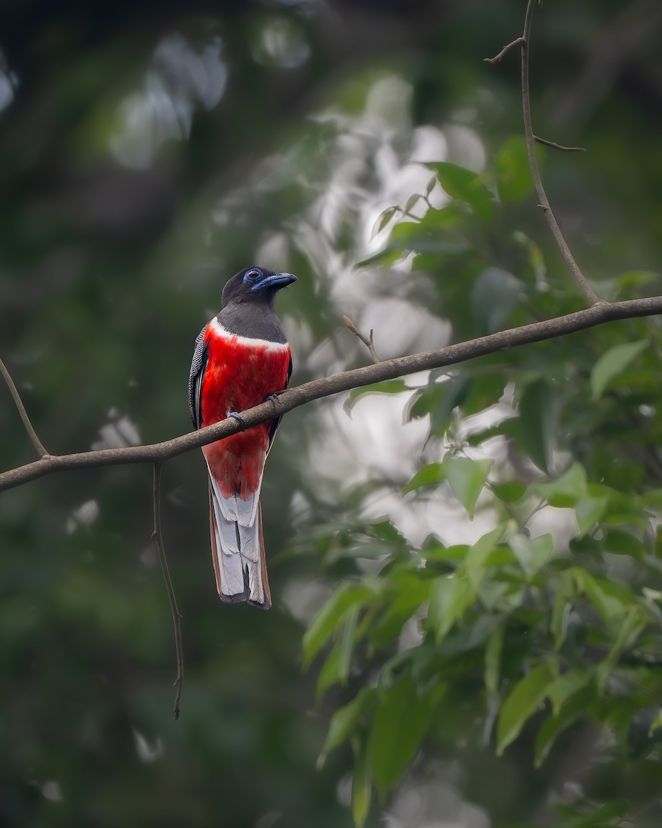 Malabar Trogon - ML643742092