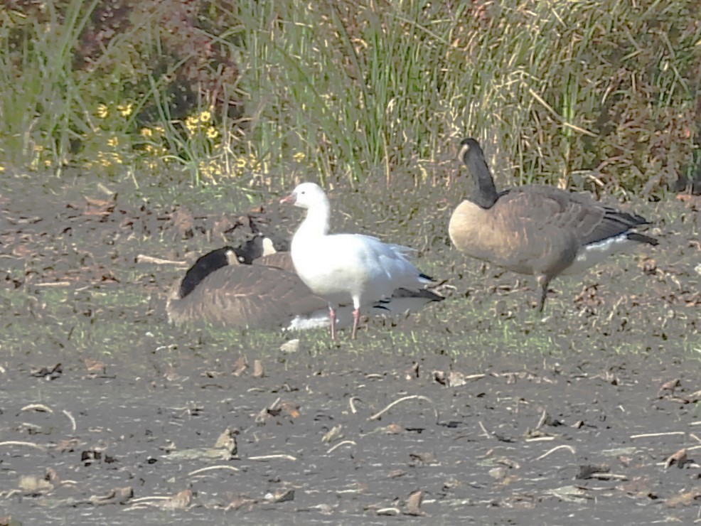 Ross's Goose - ML643742097