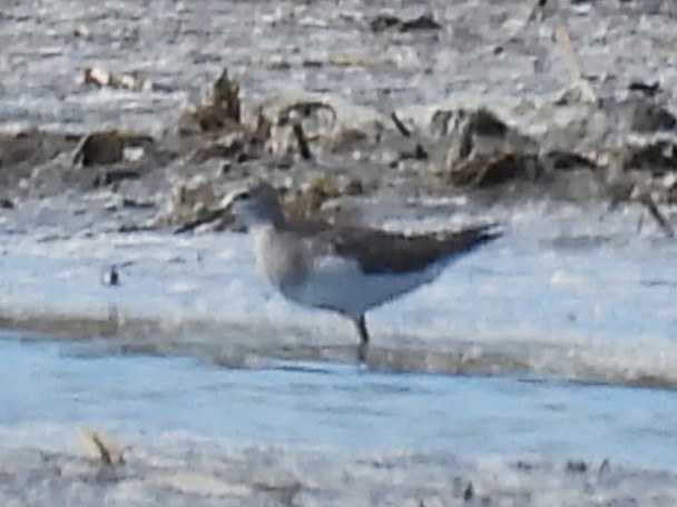 Solitary Sandpiper - ML643742105