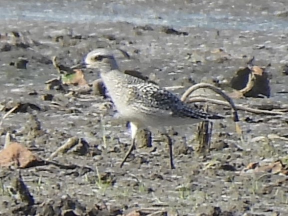 Буурал сүвээ цагаан - ML643742115