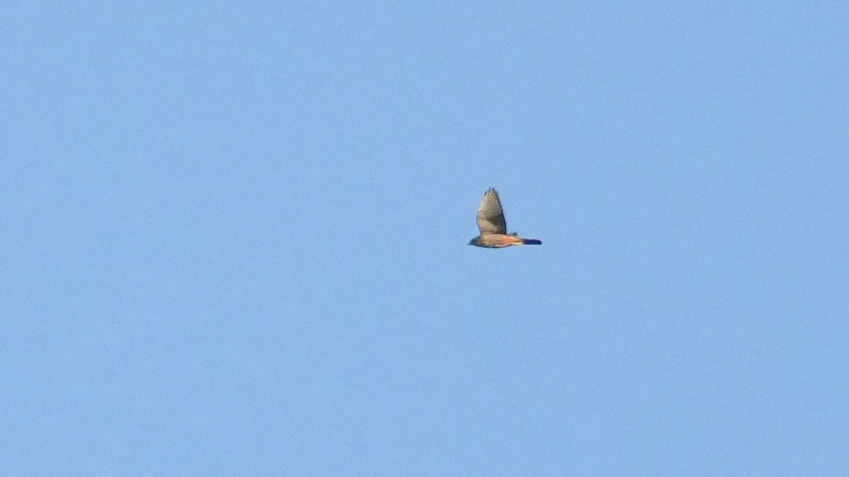 maorifalk - ML643742116