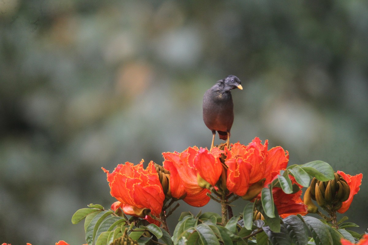 Jungle Myna - ML643742119