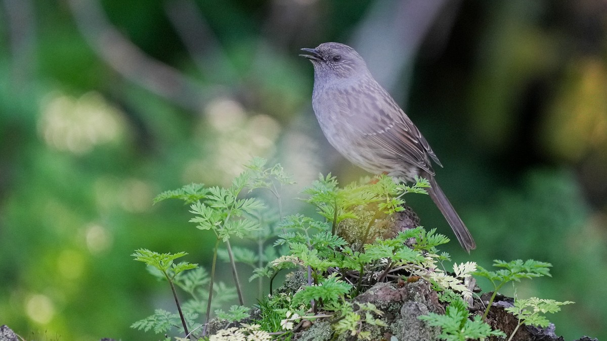 Dunnock - ML643742122
