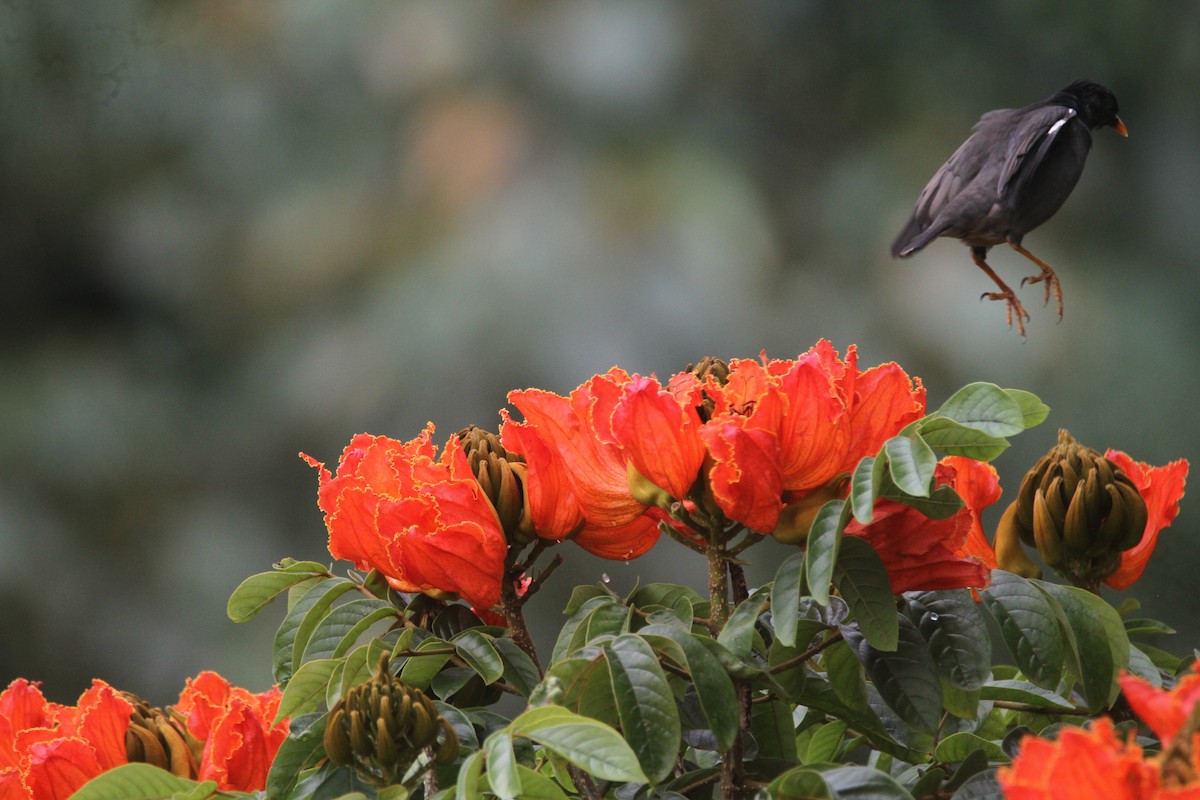 Jungle Myna - ML643742127