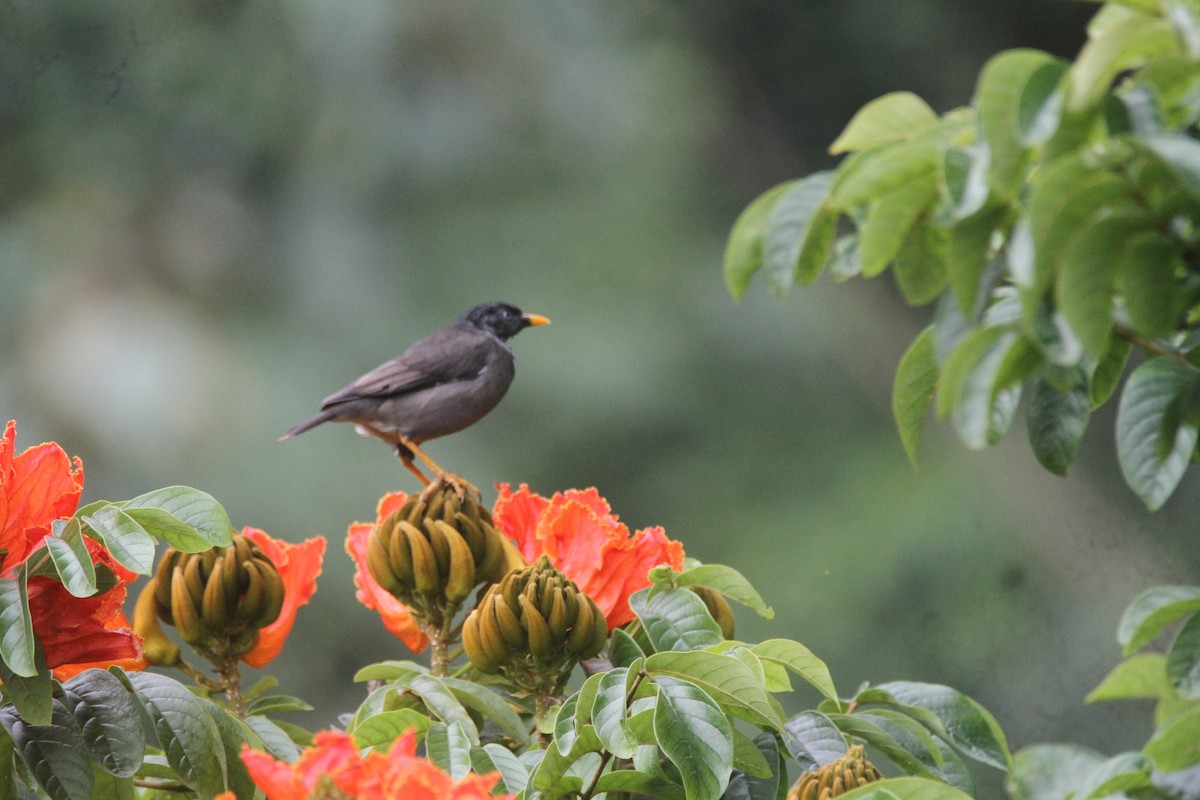 Jungle Myna - ML643742128