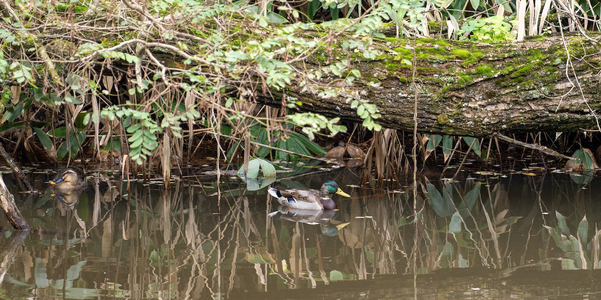 マガモ - ML643742133