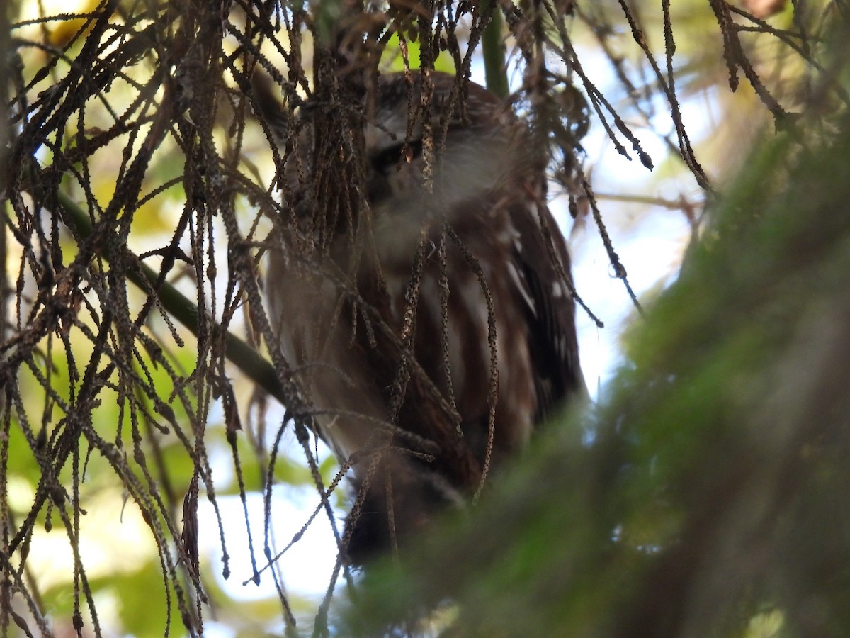 Northern Saw-whet Owl - ML643742134