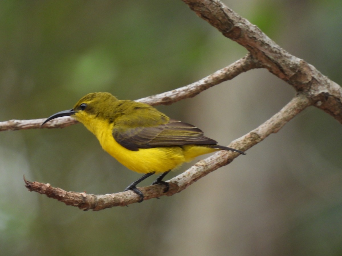 Sahul Sunbird - ML643742137