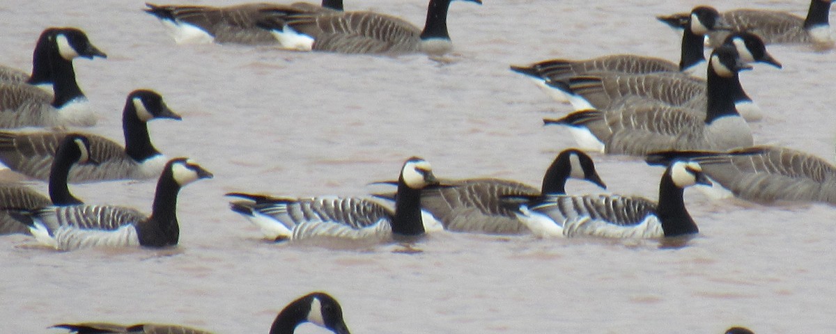 Barnacle Goose - ML643742150
