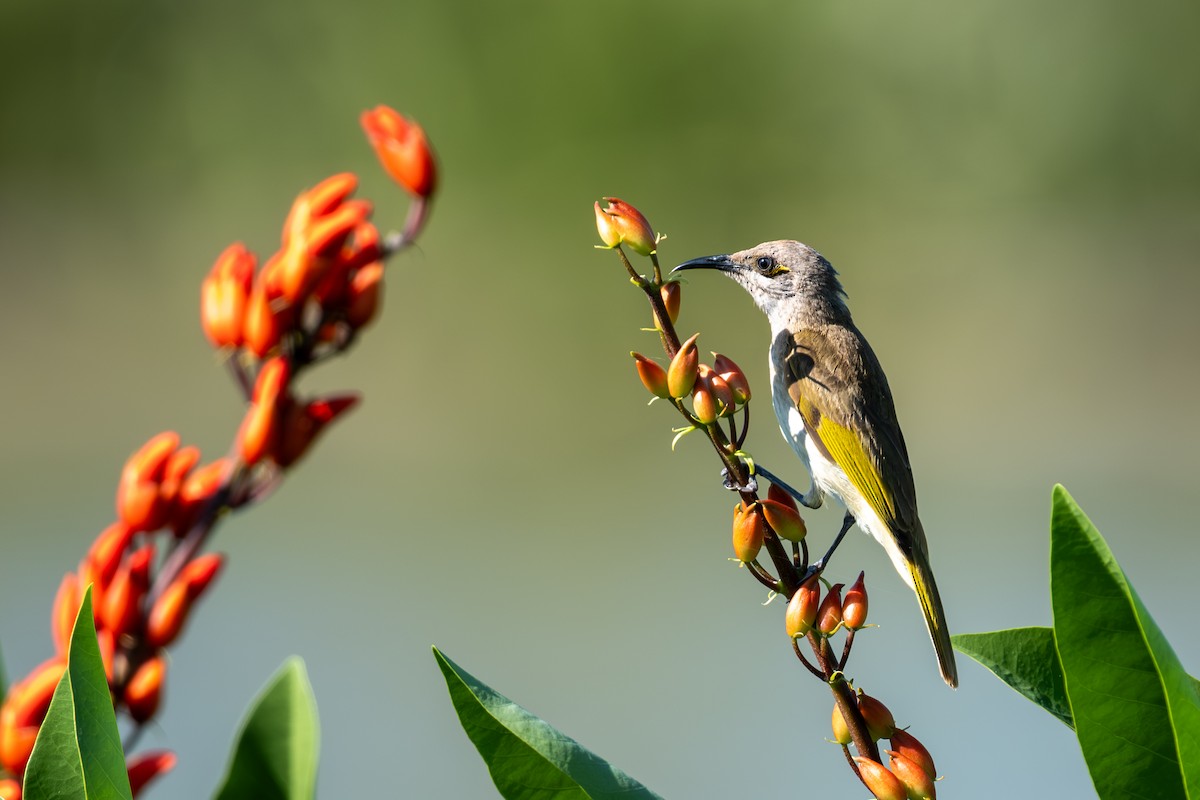Brown Honeyeater - ML643742155