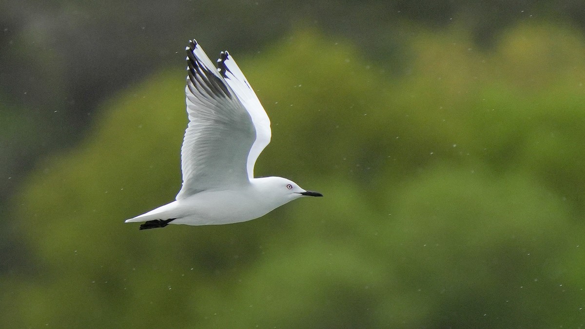 Маорийская чайка - ML643742164