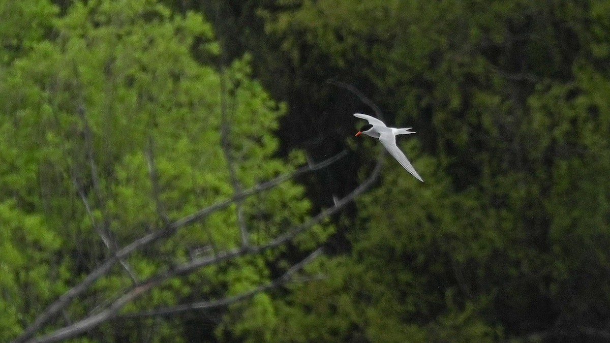 Black-fronted Tern - ML643742169