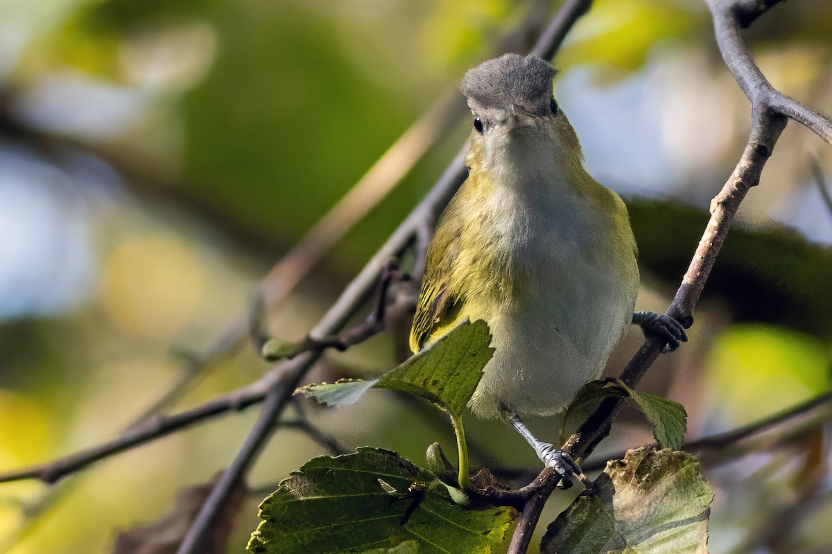 Yellow-green Vireo - ML643742171