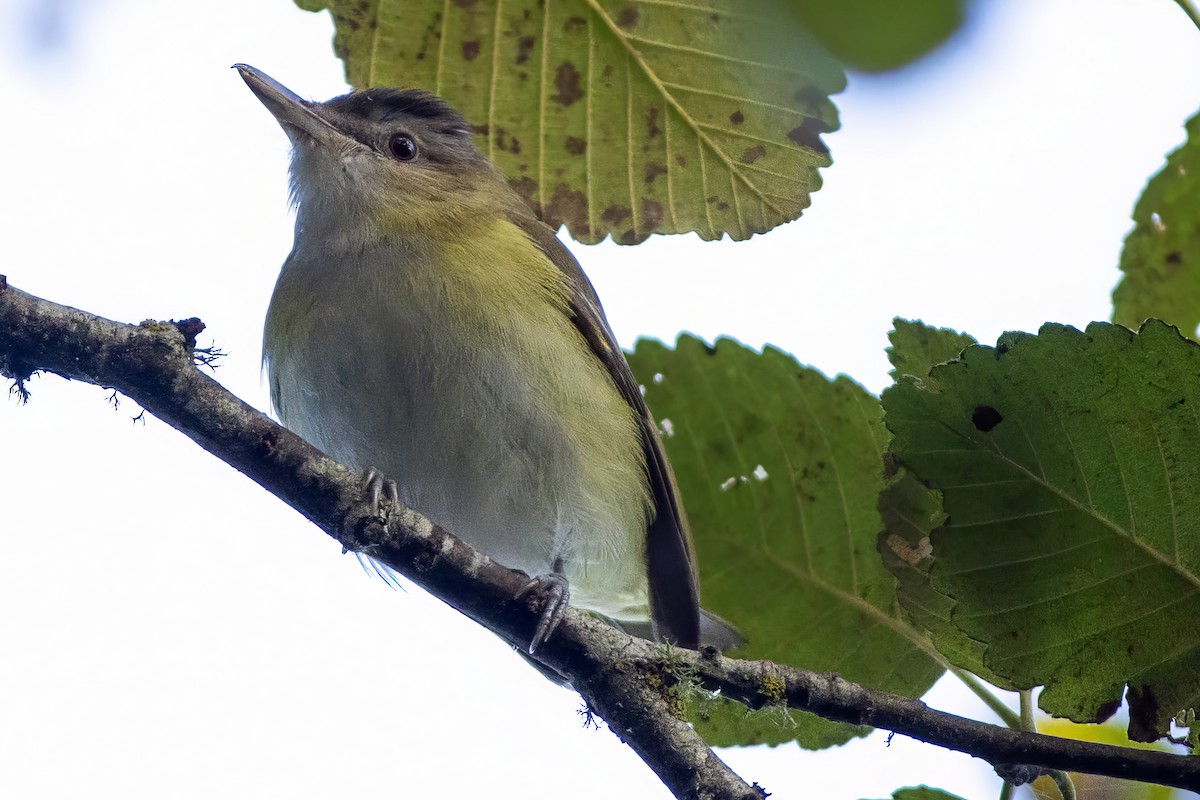 Yellow-green Vireo - ML643742174