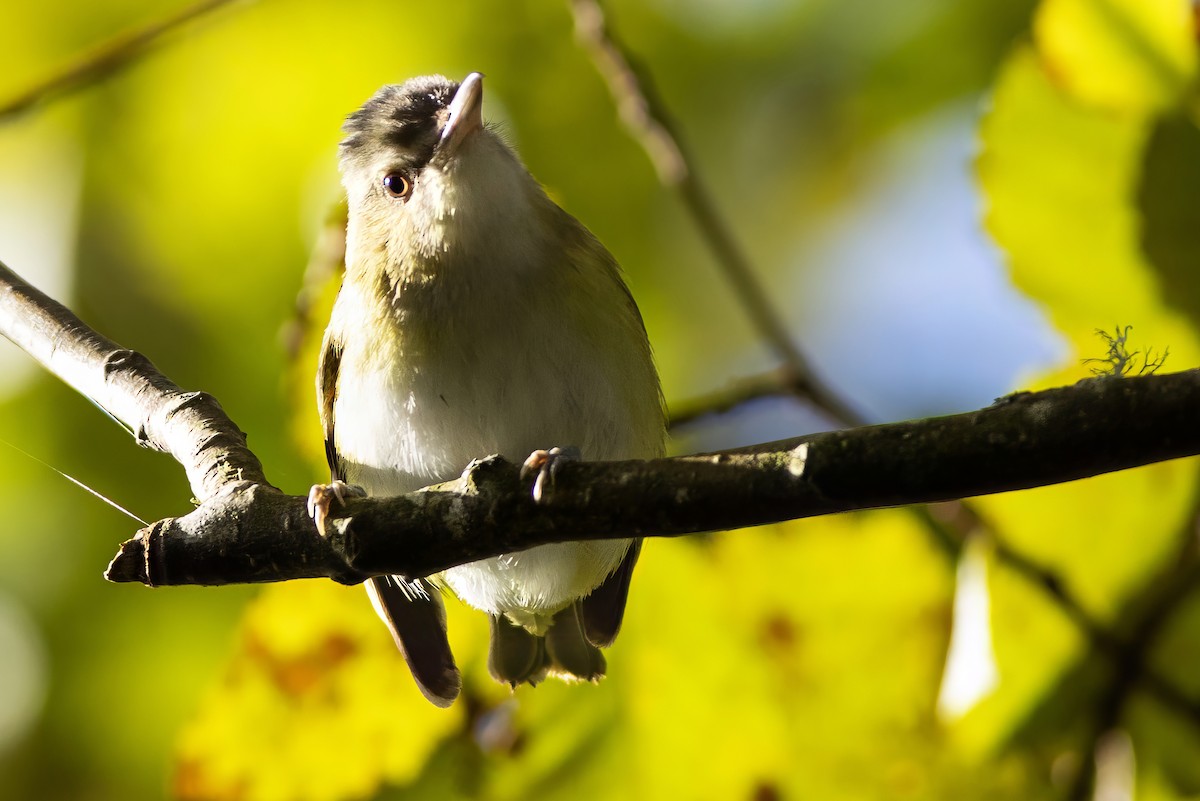 Yellow-green Vireo - ML643742183
