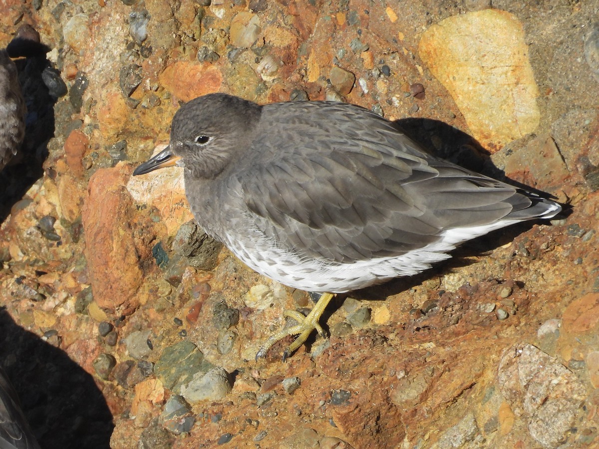 Surfbird - ML643742184