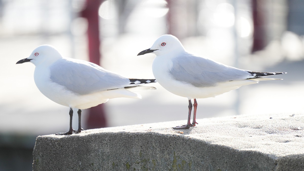 Маорийская чайка - ML643742186