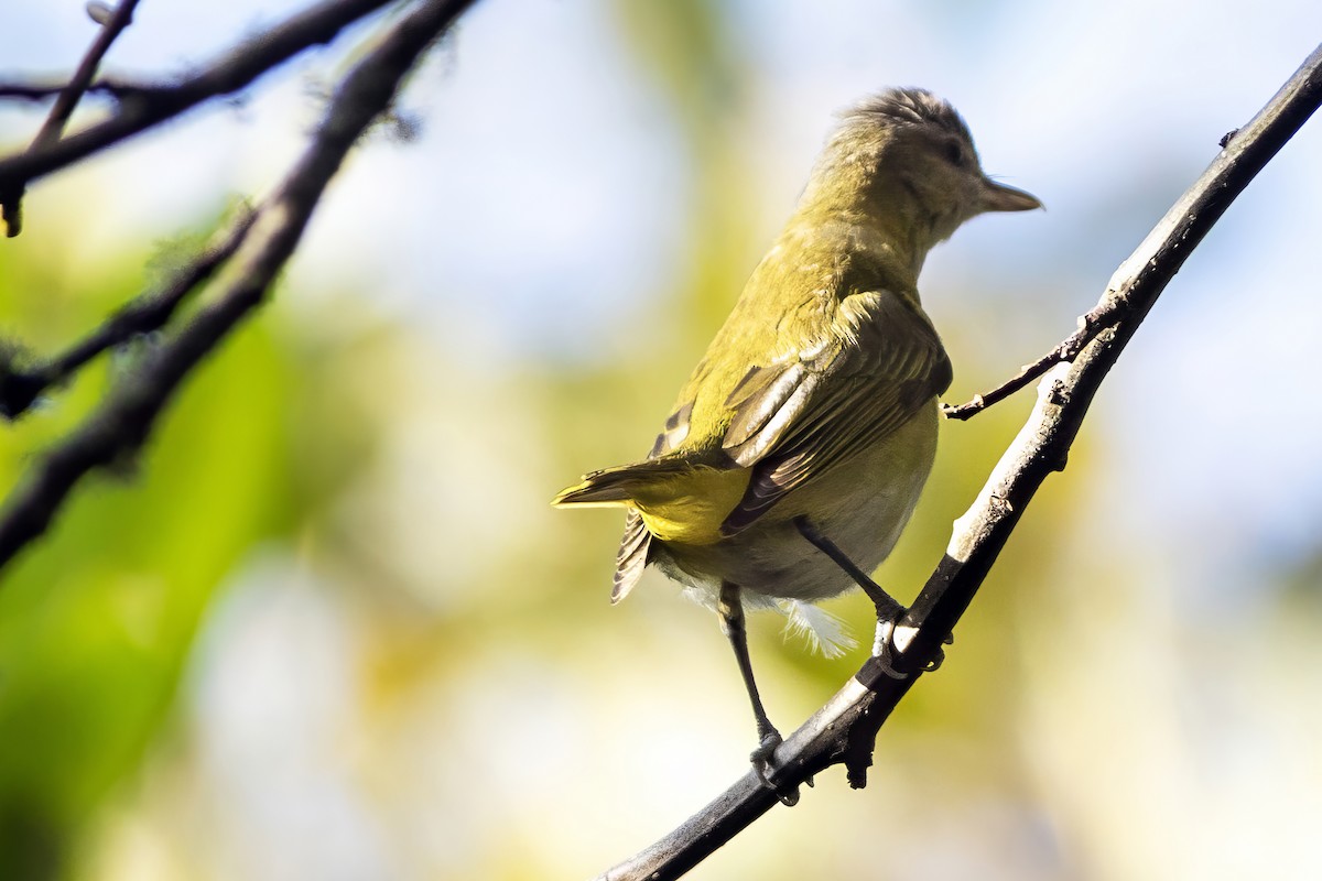 Yellow-green Vireo - ML643742190
