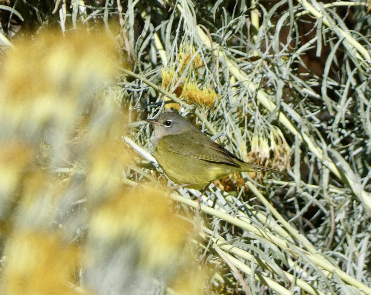 kjerrparula - ML643742204
