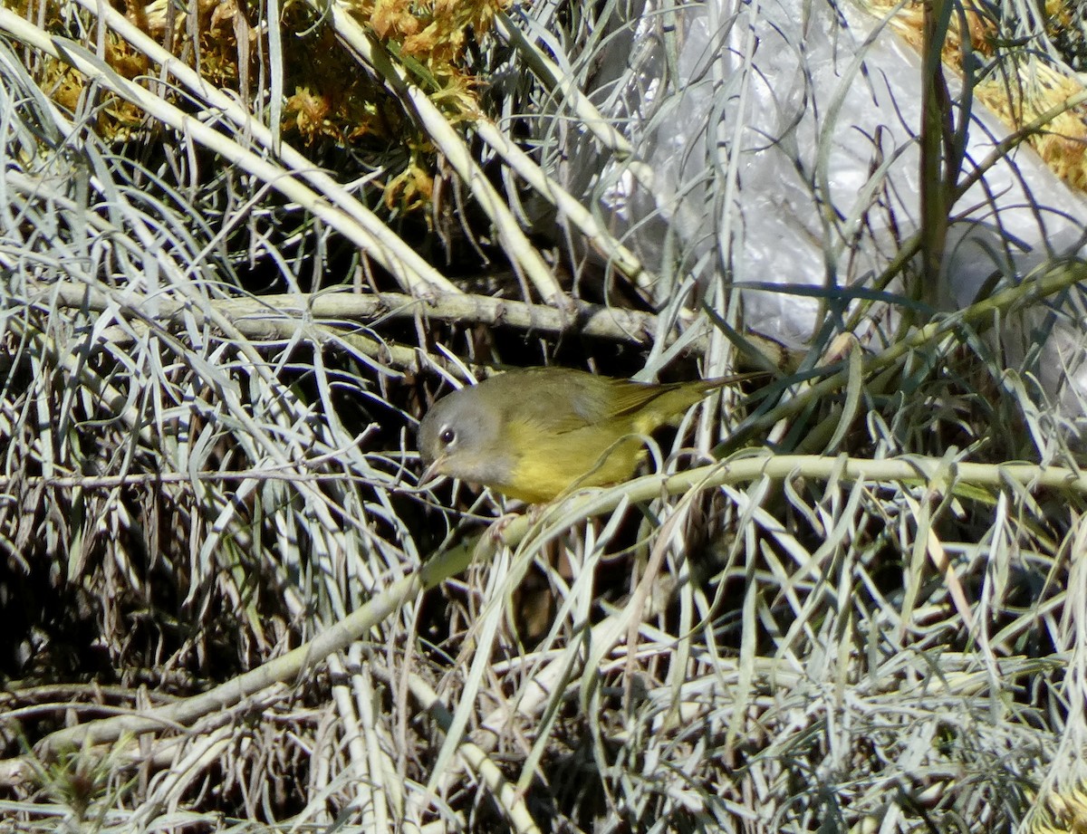 kjerrparula - ML643742205