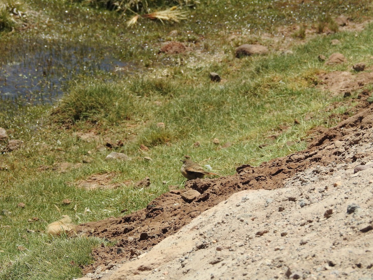Cordilleran Canastero - ML643742209