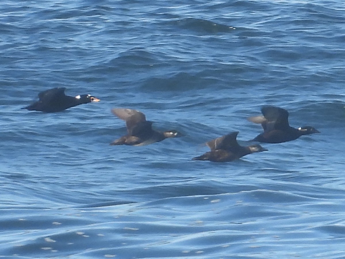 Black Scoter - ML643742214